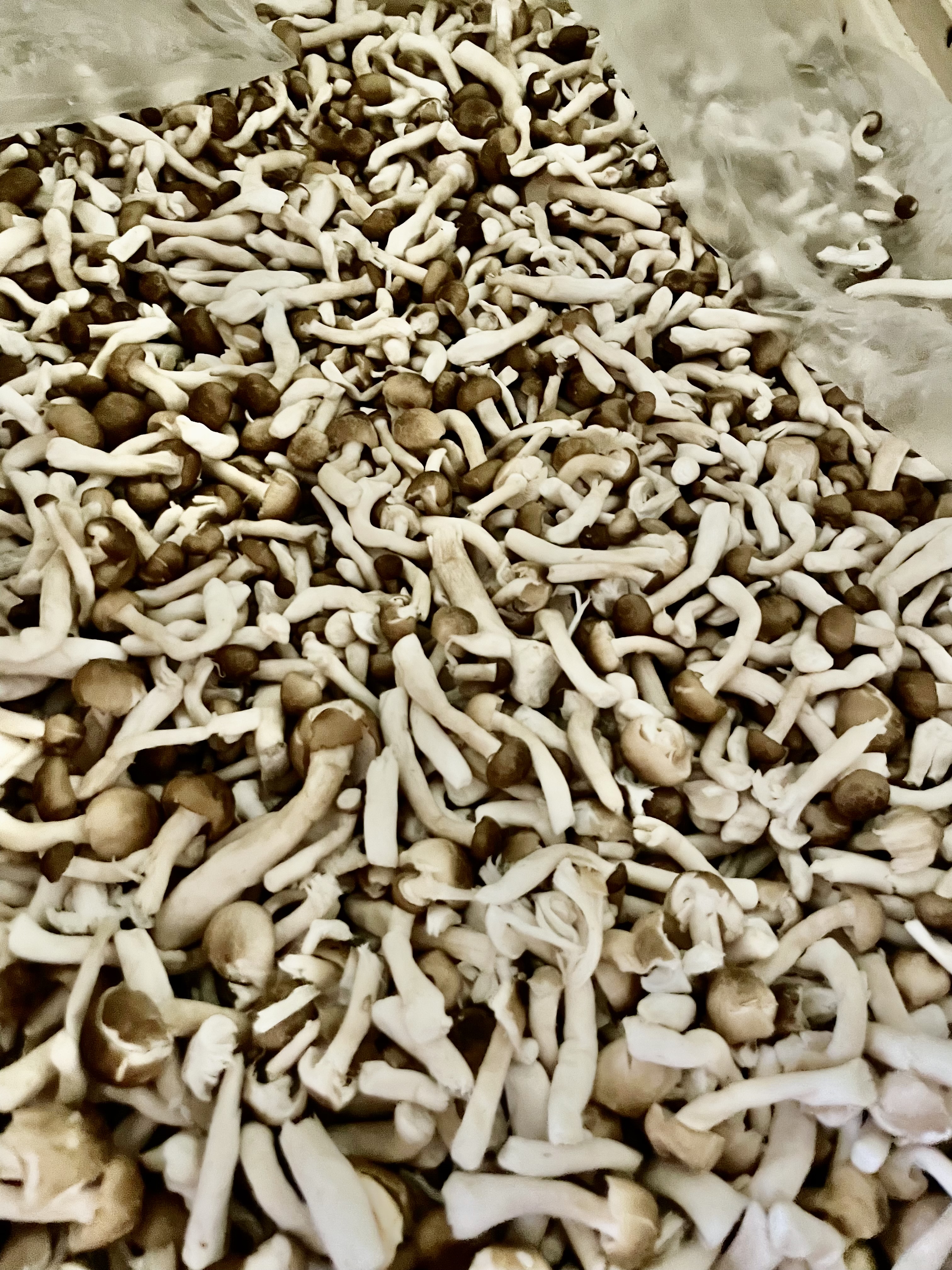 9月特別食材　🍄しめじ🍄